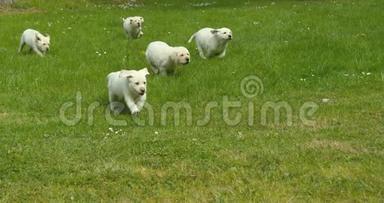 黄色拉布拉多猎犬，一群小狗在草坪上奔跑，诺曼底在法国，慢动作